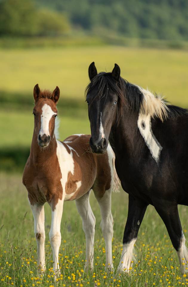 POULAIN PONEY PIE ORIGINES CSO