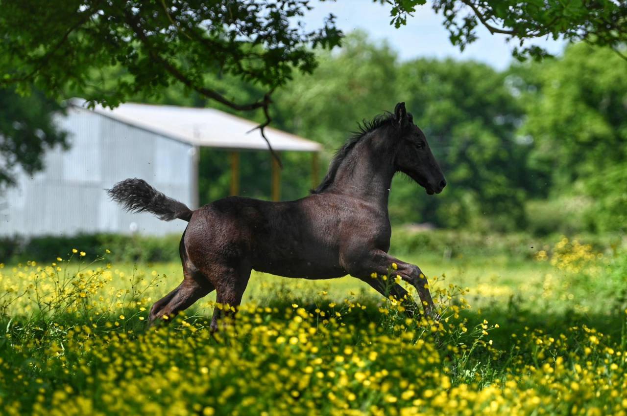 Pouliche Frisonne plein papier KFPS, Féline