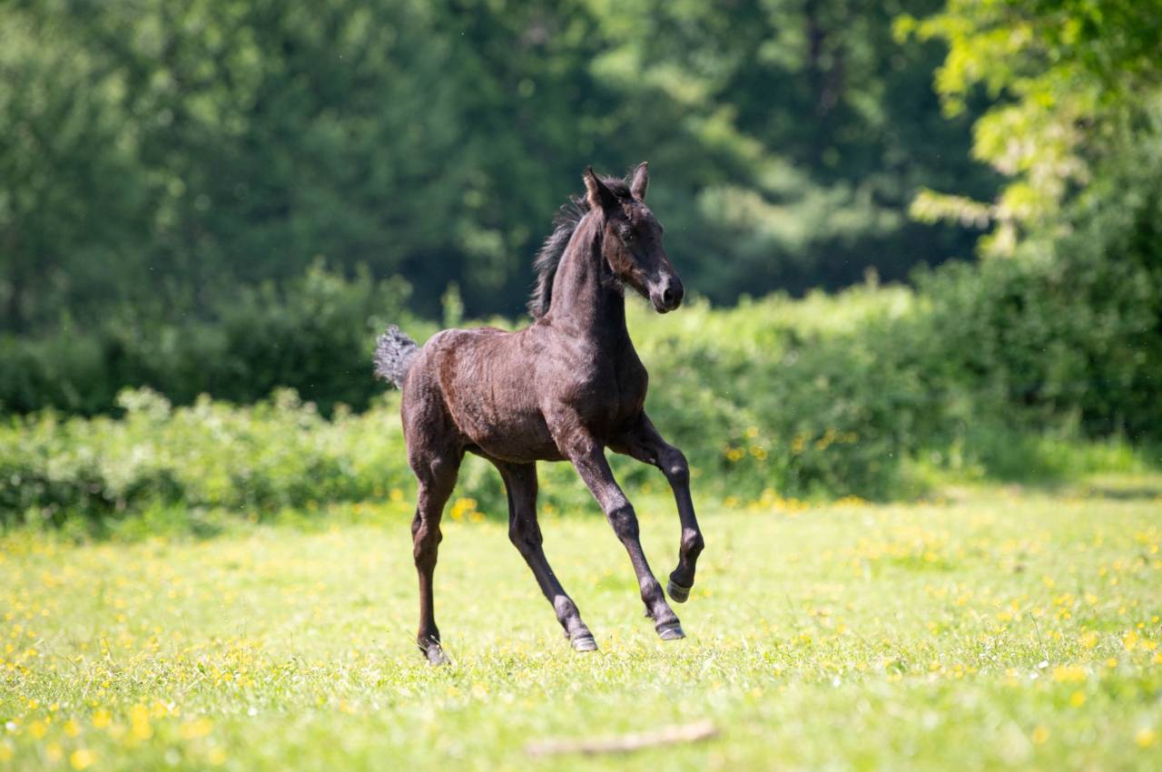 Pouliche Frisonne plein papier KFPS, Féline