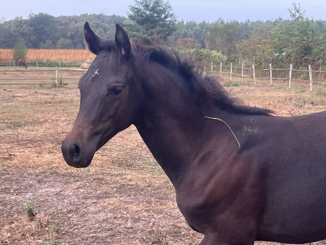 Poney de sport allemand