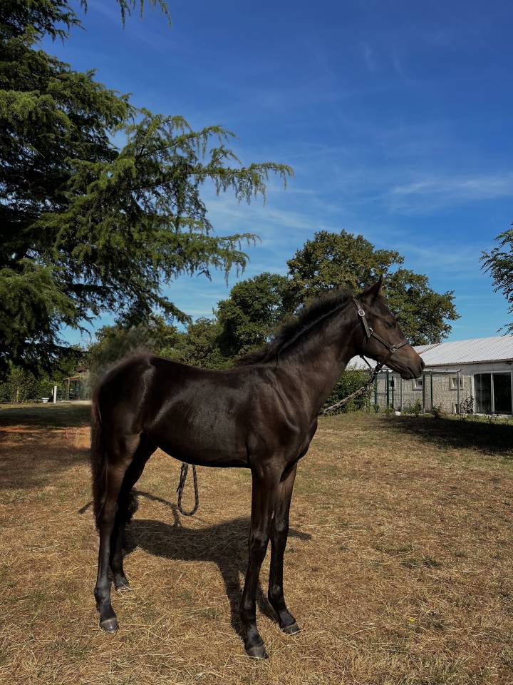 Poney de sport allemand