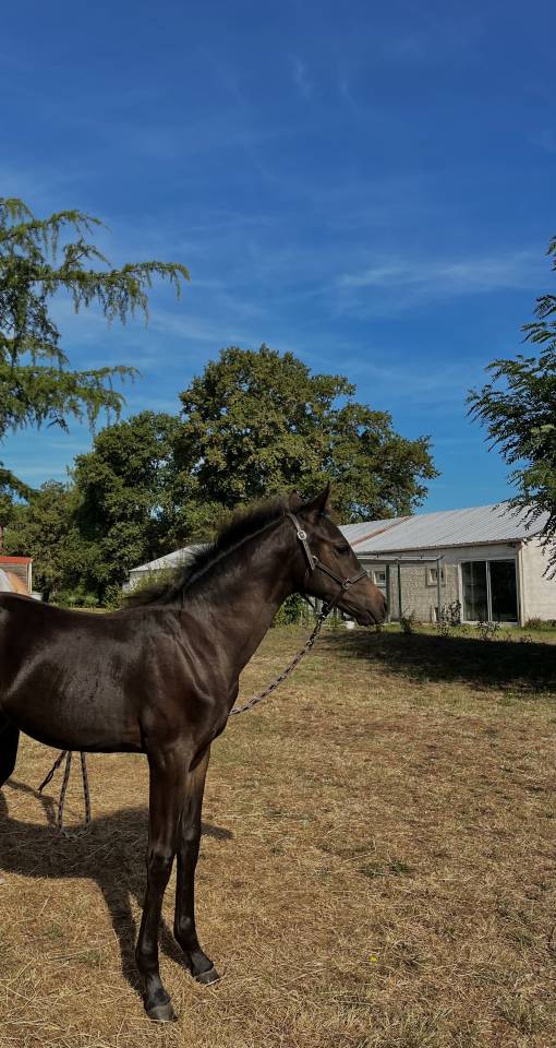 Poney de sport allemand
