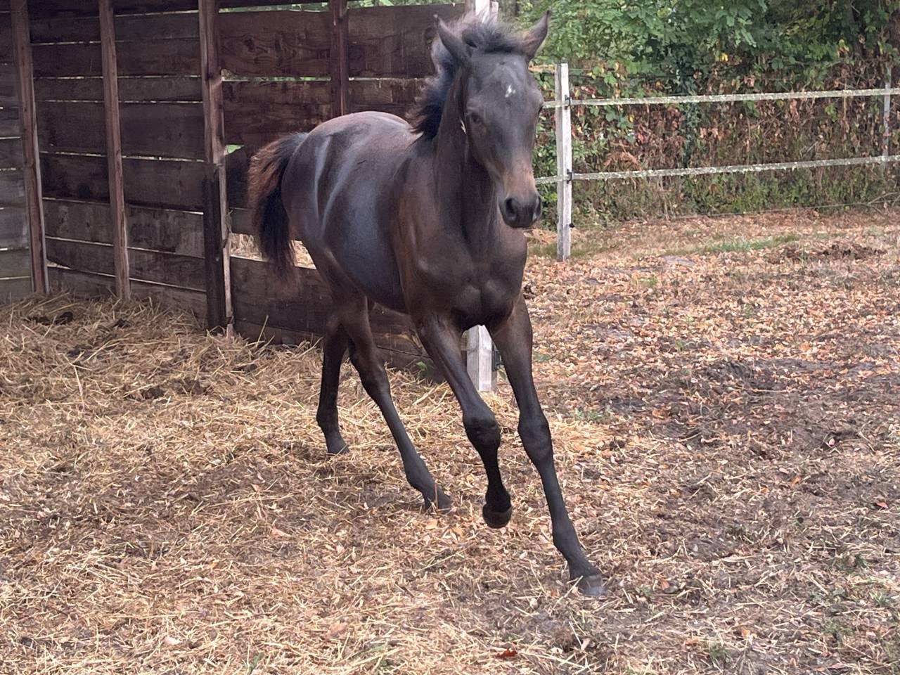 Poney de sport allemand