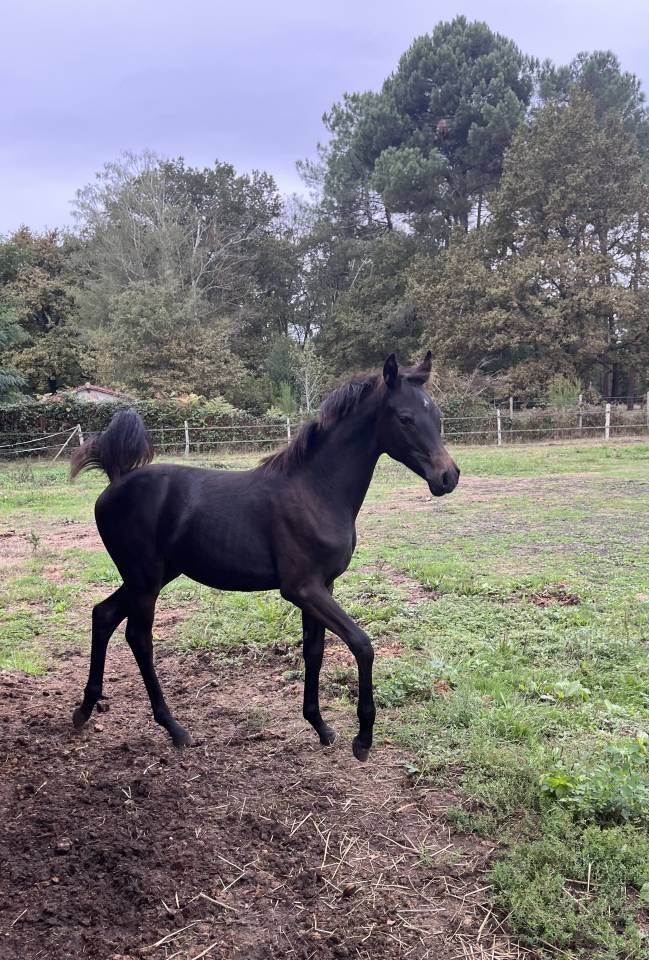 Poney de sport allemand