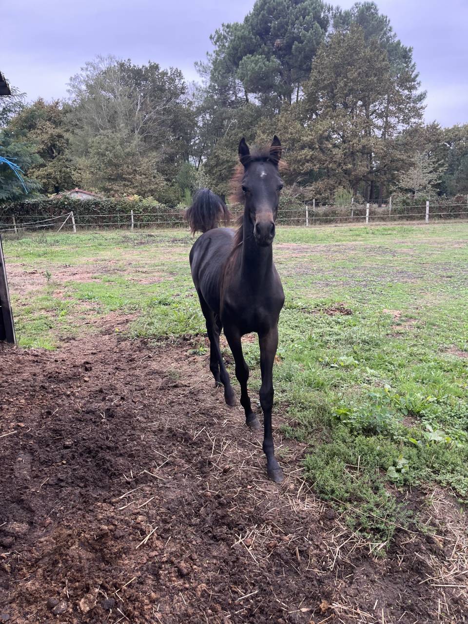 Poney de sport allemand