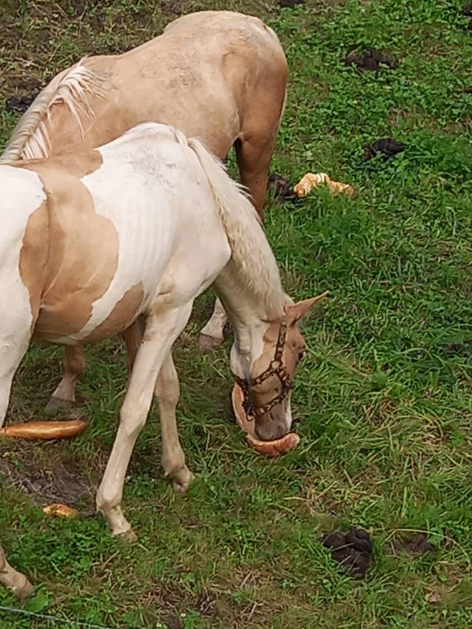 Poulain Pie Palomino de 2024