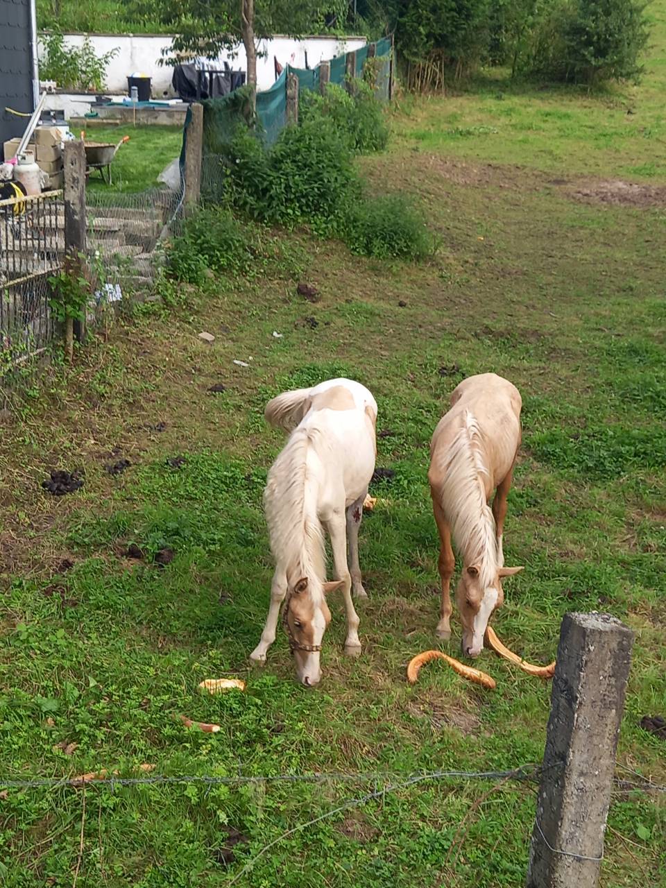 Poulain Pie Palomino de 2024