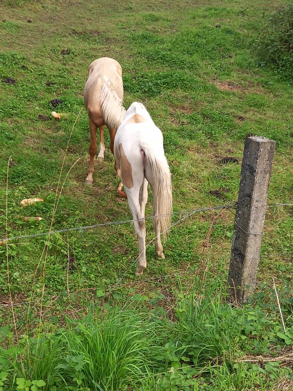 Poulain Pie Palomino de 2024