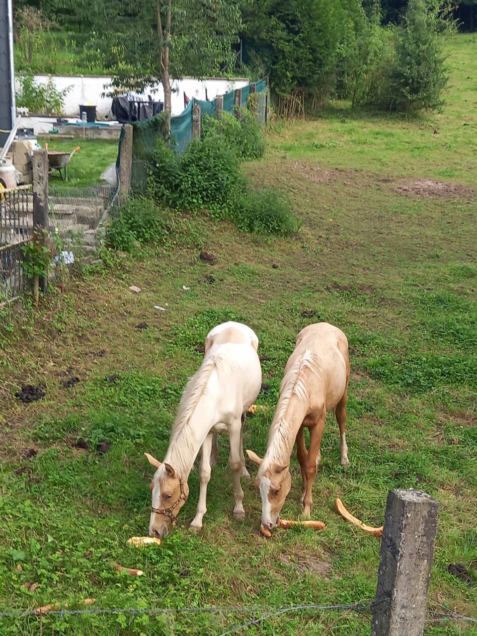 Poulain Pie Palomino de 2024