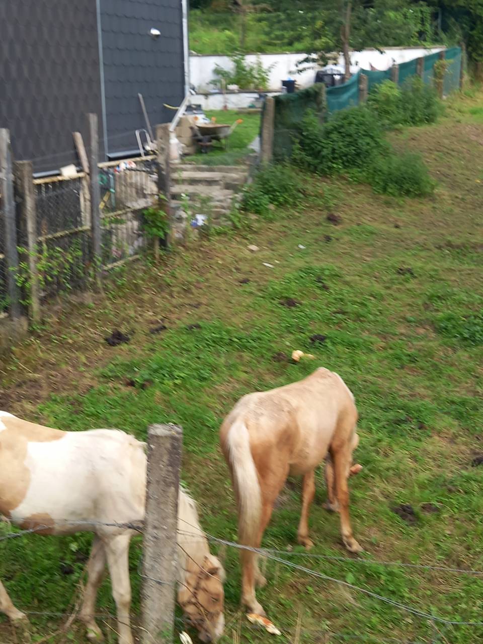 Poulain Pie Palomino de 2024