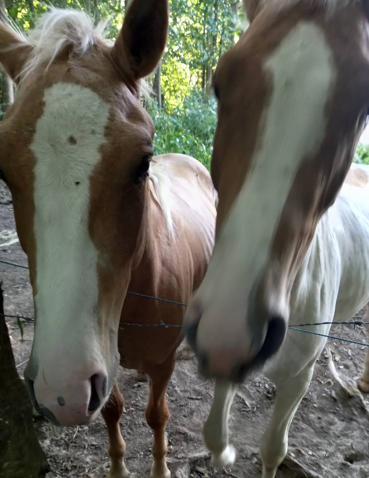 Poulain Pie Palomino de 2024
