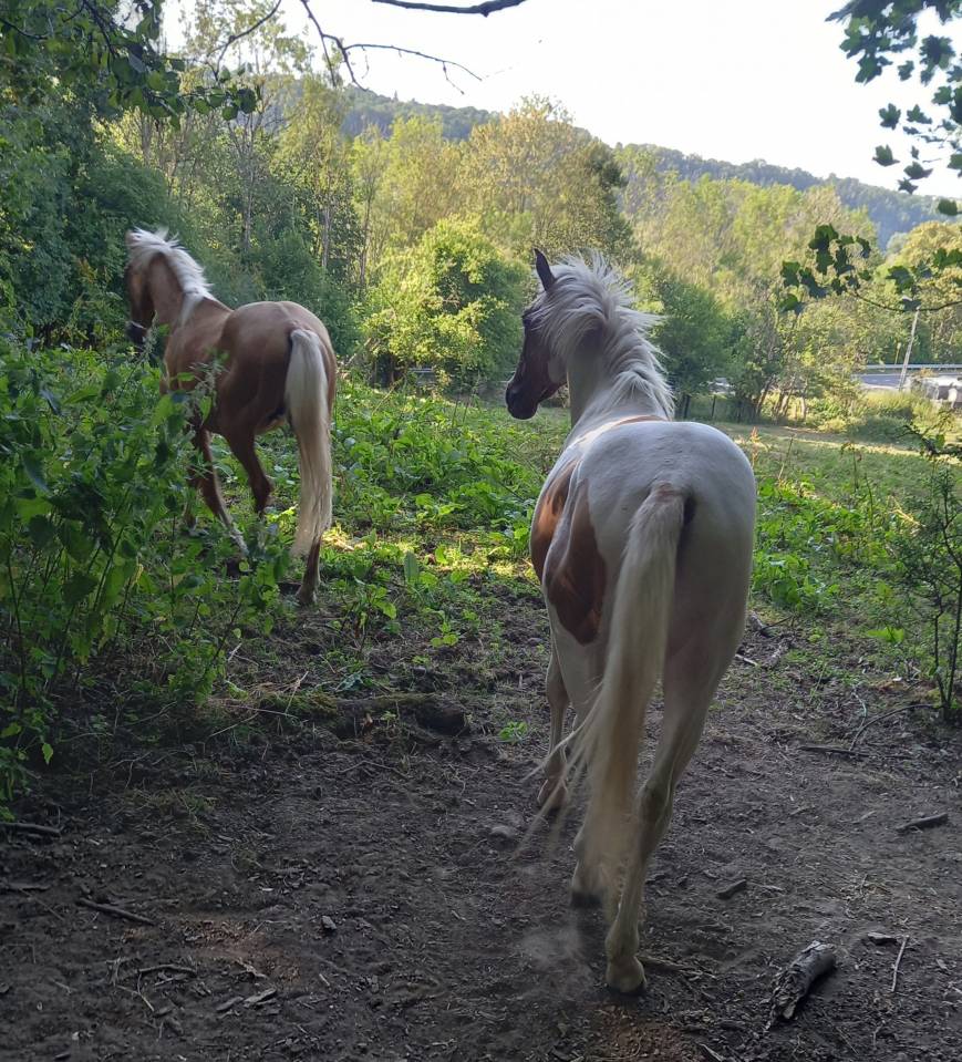 Poulain Pie Palomino de 2024
