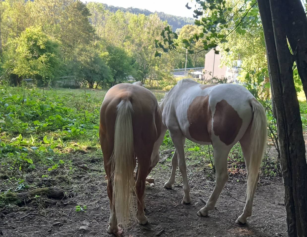 Poulain Pie Palomino de 2024