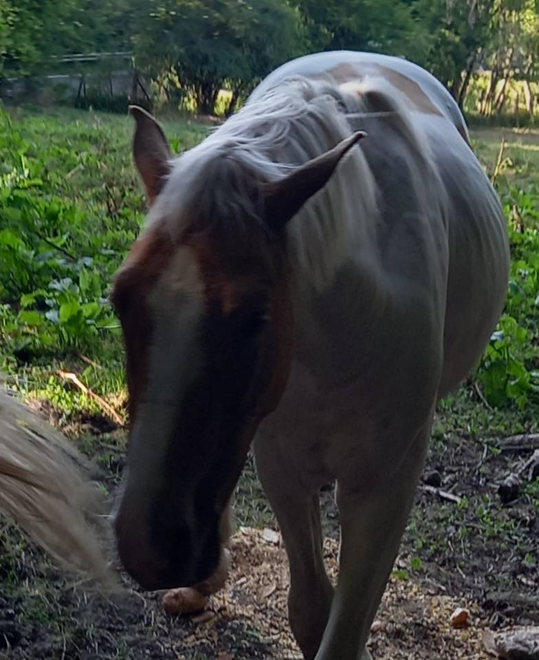 Poulain Pie Palomino de 2024
