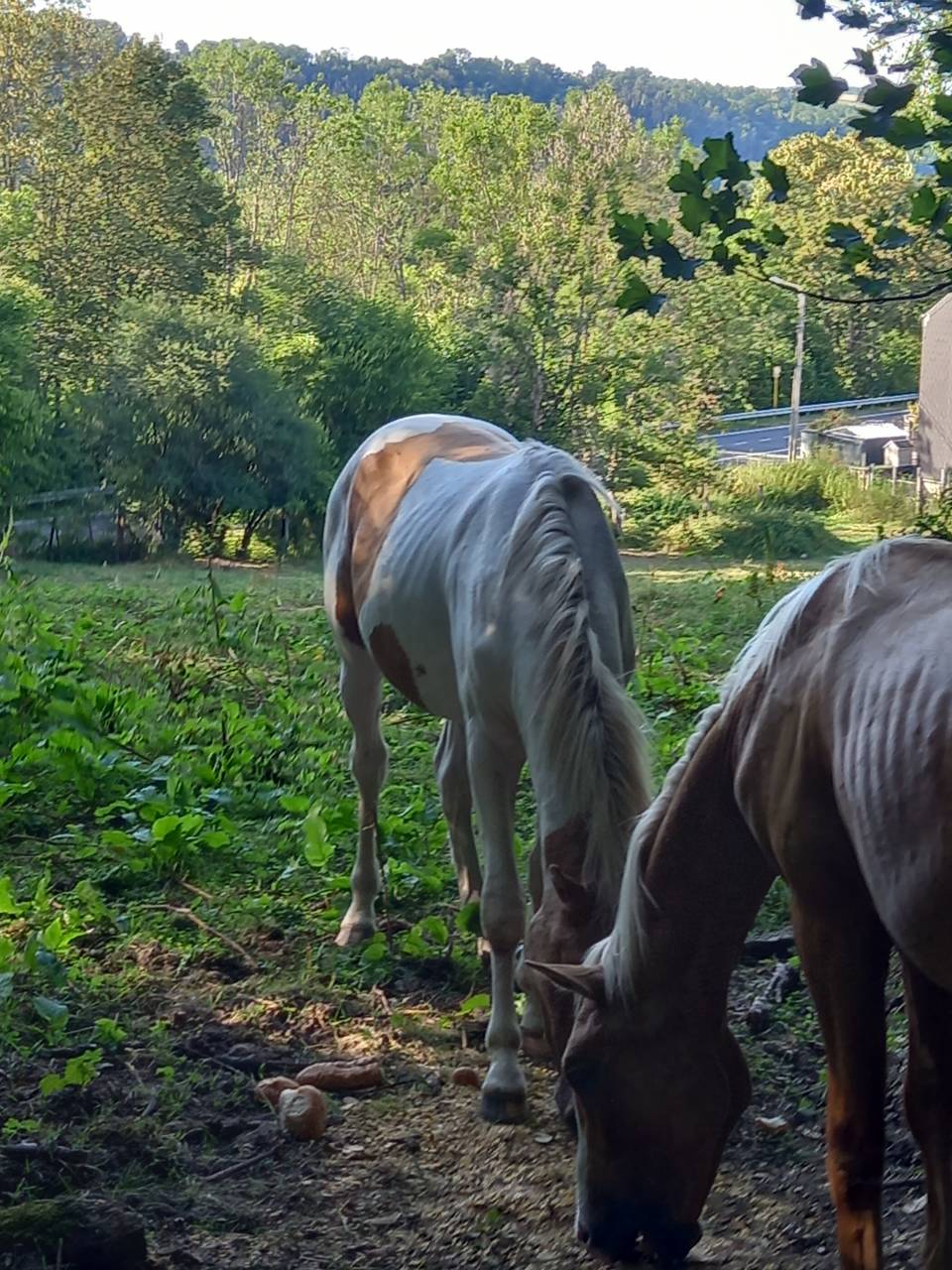 Poulain Pie Palomino de 2024