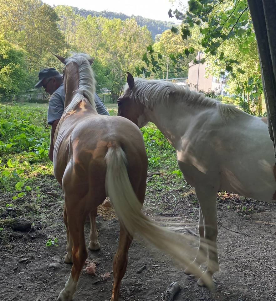 Poulain Pie Palomino de 2024