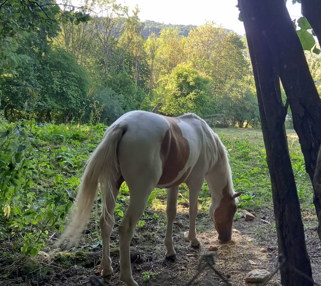 Poulain Pie Palomino de 2024