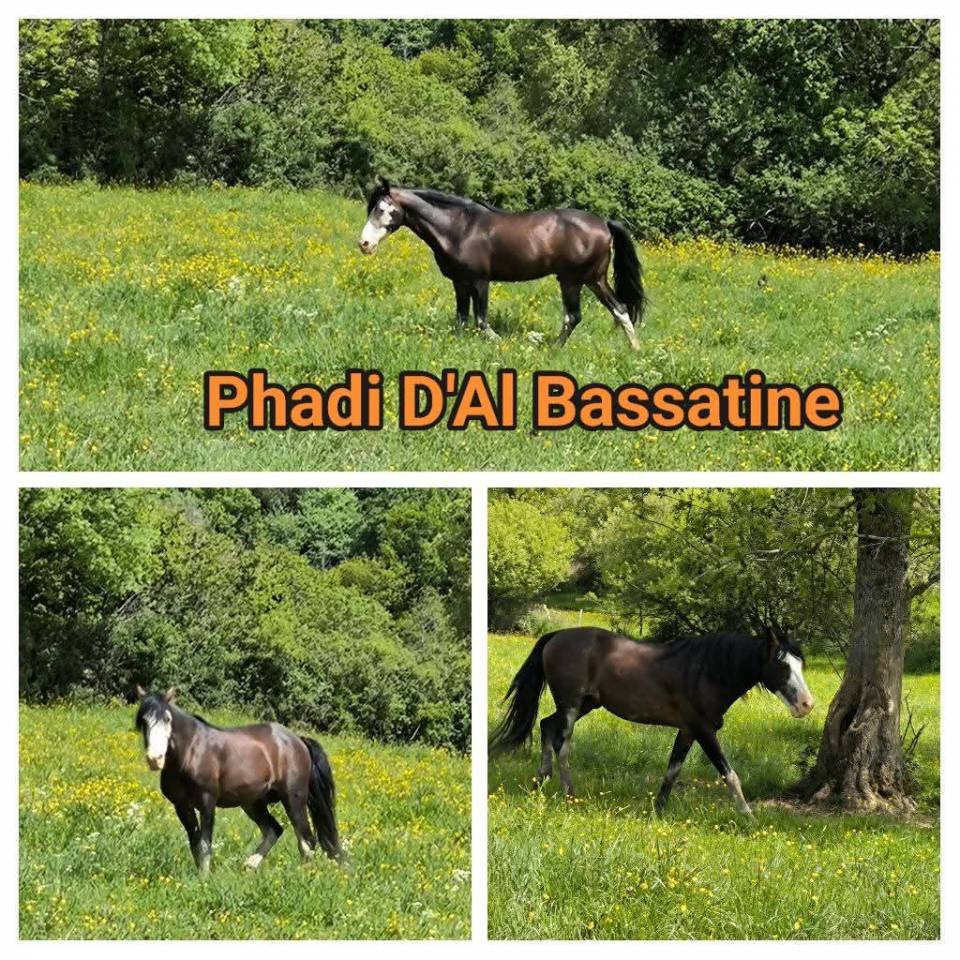 Poulain 2025 Barbe-arabe OC