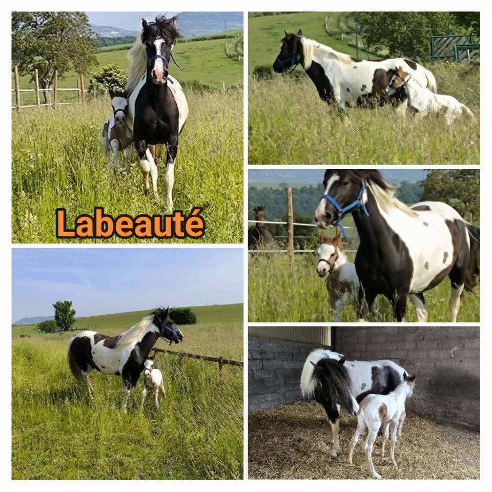 Poulain 2025 Barbe-arabe OC