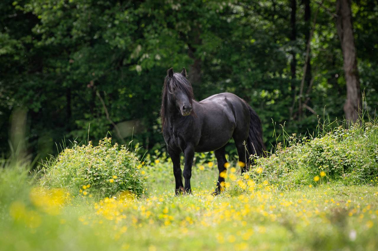 Hongre Poney Fell, Falcon