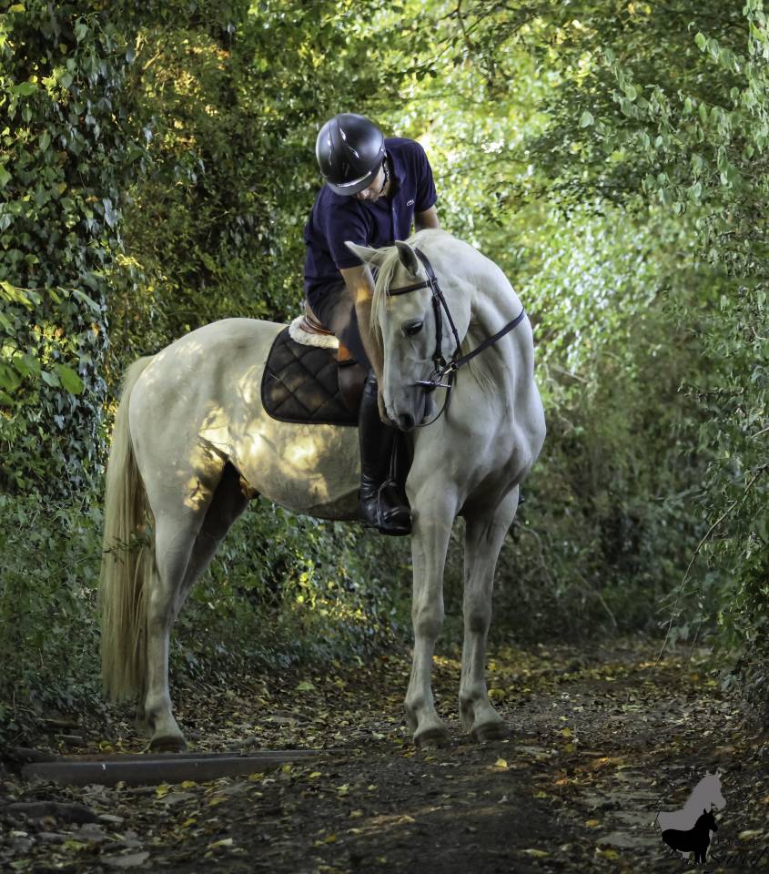 Hongre Welsh Part Bred Palomino né en 2022