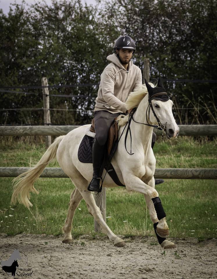 Hongre Welsh Part Bred Palomino né en 2022