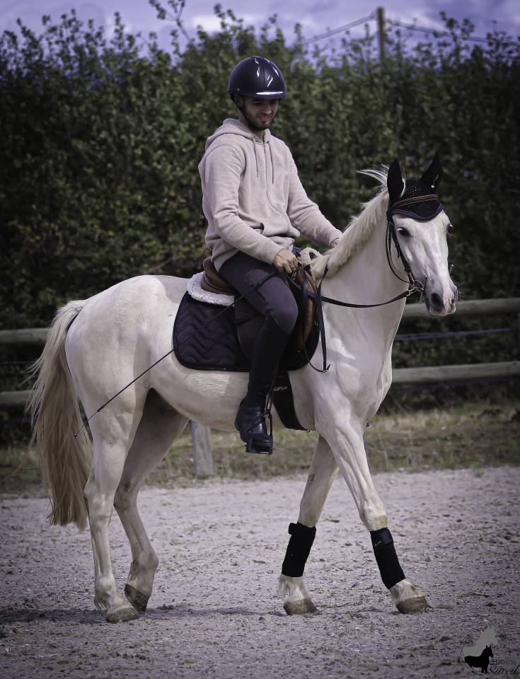 Hongre Welsh Part Bred Palomino né en 2022