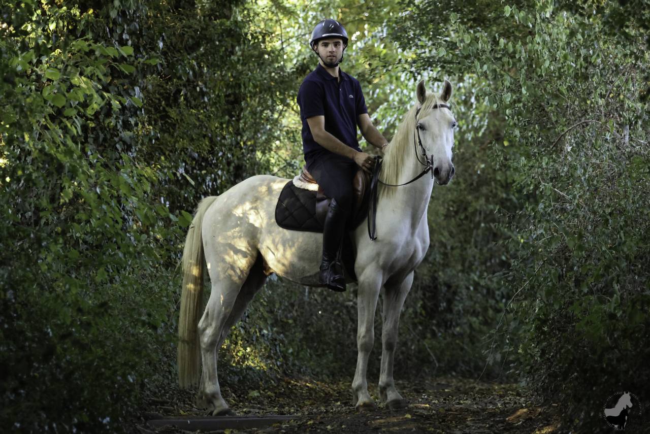 Hongre Welsh Part Bred Palomino né en 2022