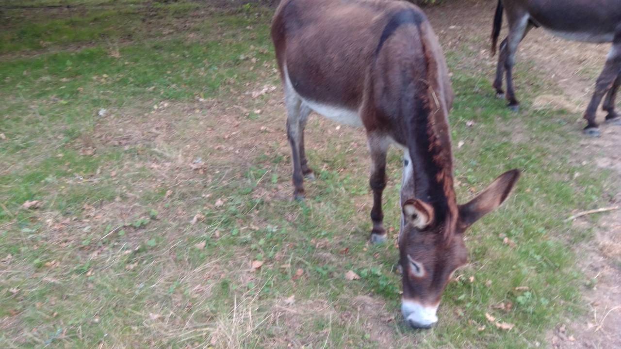 ANES A VENDRE PAR PAIRE