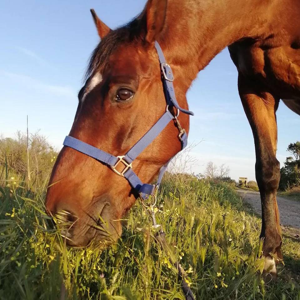 Volubilis cherche sa nouvelle famille 