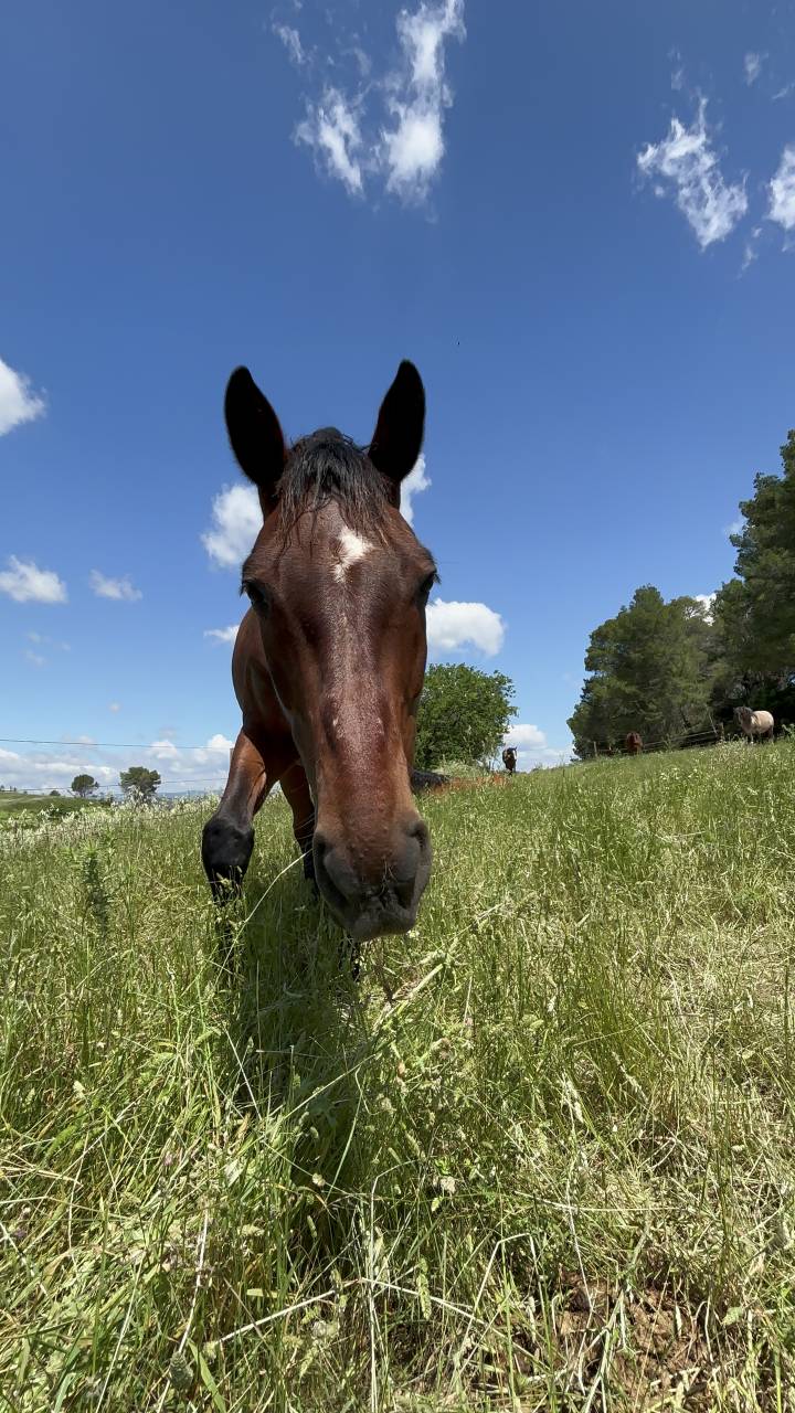 Volubilis cherche sa nouvelle famille 