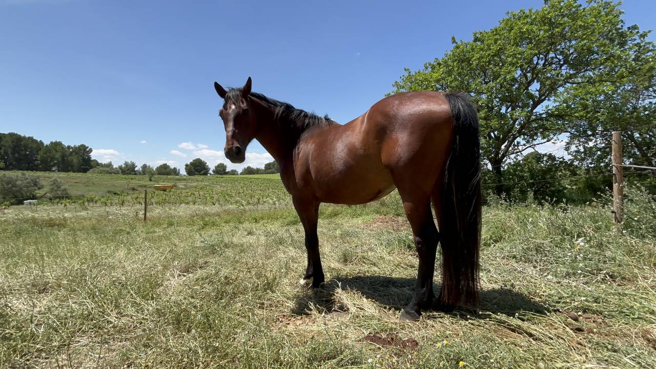Volubilis cherche sa nouvelle famille 