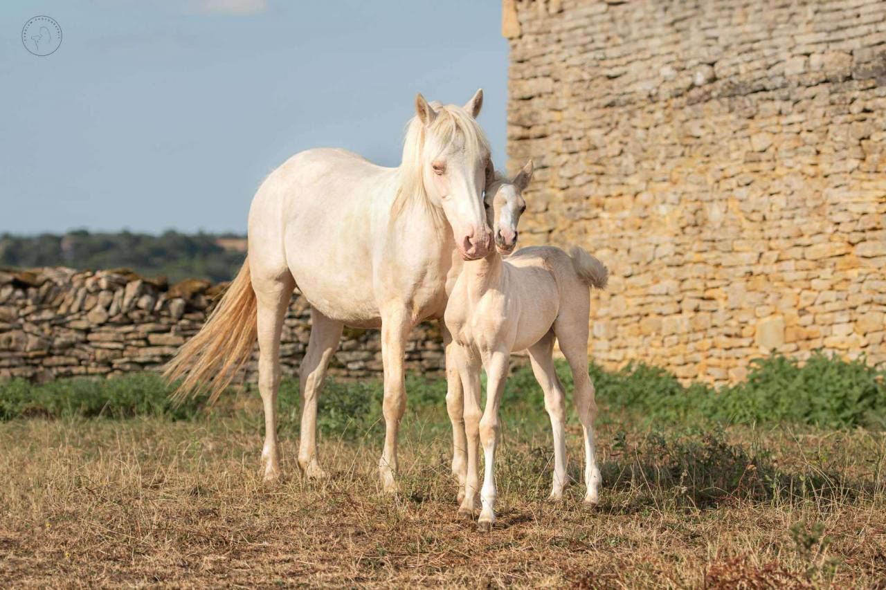 poulinière pfs crème gestante