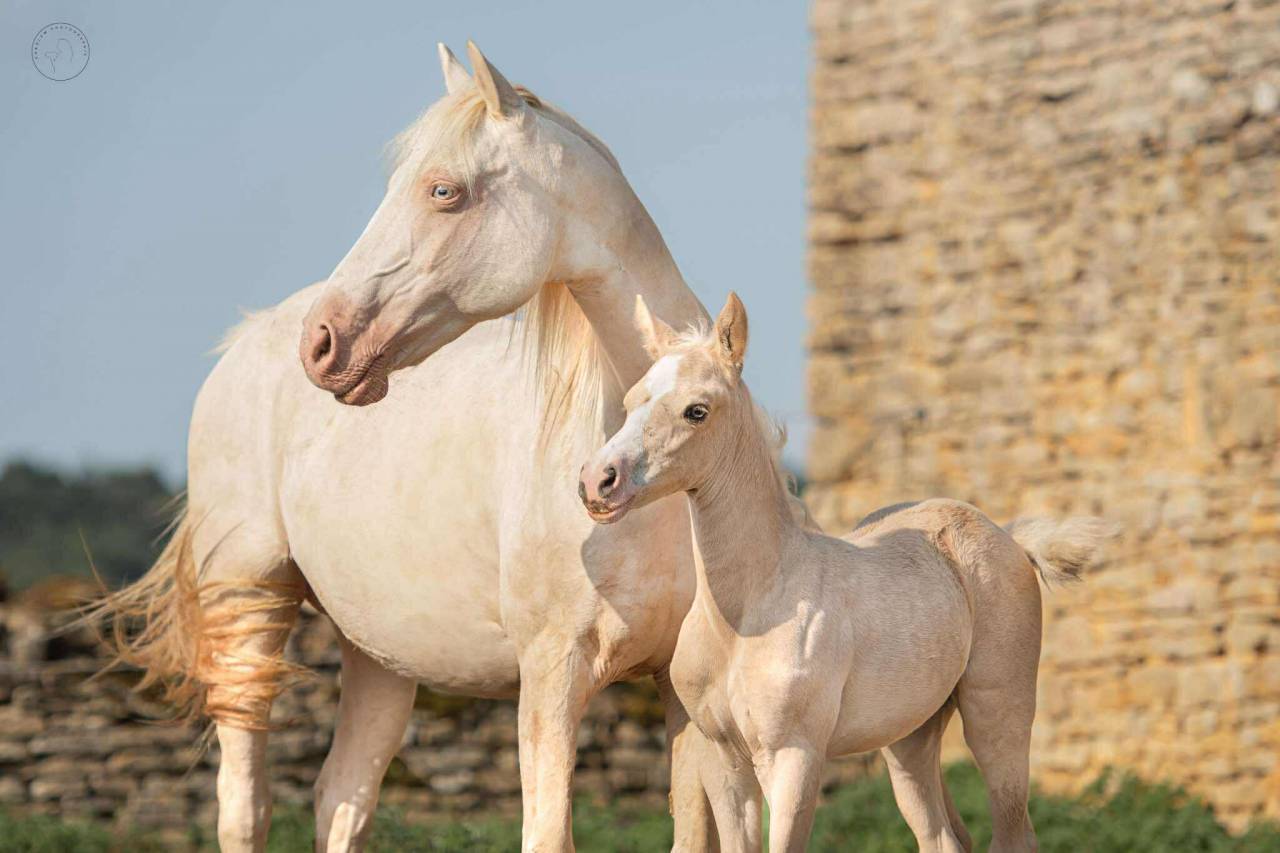 poulinière pfs crème gestante