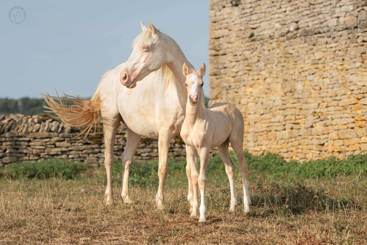 poulinière pfs crème gestante