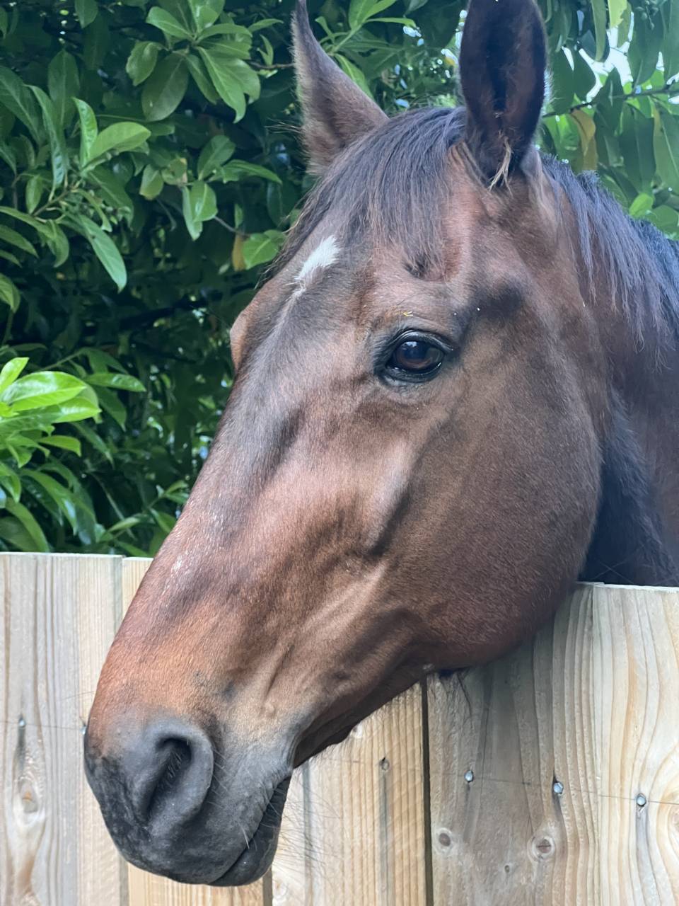 Trotteur Suédois - Hongre 