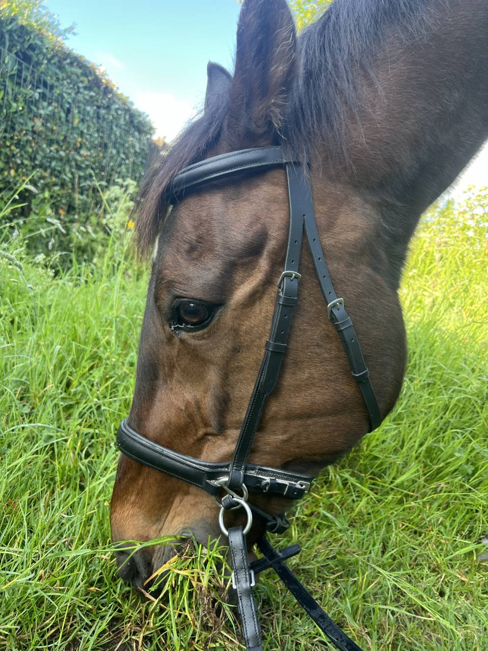 Trotteur Suédois - Hongre 