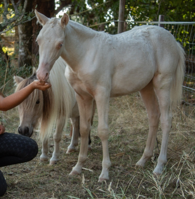 Pouliche cremello 