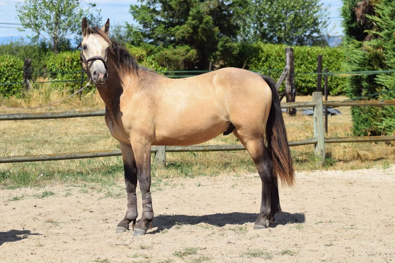Yearling Hongre - Futur top poney de sport !
