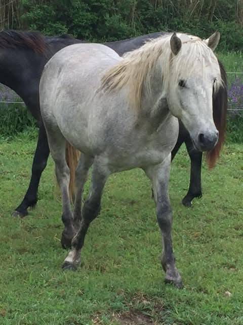 POETE DE L'ESPOIR PP CAMARGUE
