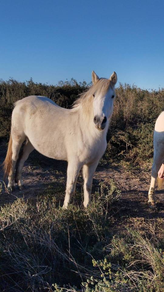 POETE DE L'ESPOIR PP CAMARGUE