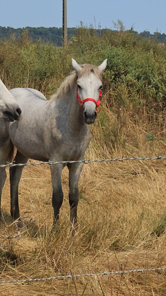 POETE DE L'ESPOIR PP CAMARGUE