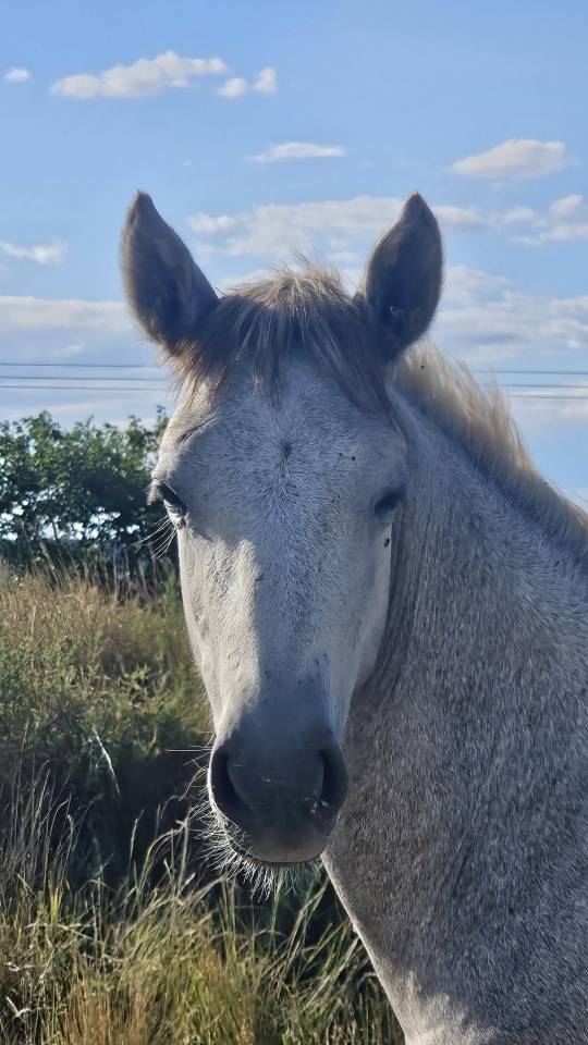 POETE DE L'ESPOIR PP CAMARGUE
