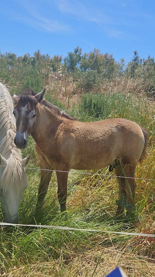 POETE DE L'ESPOIR PP CAMARGUE