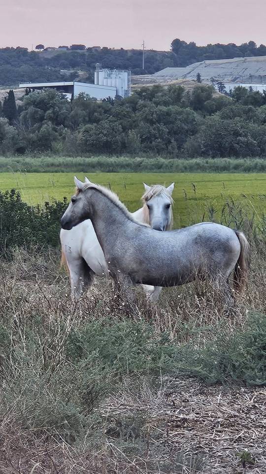POETE DE L'ESPOIR PP CAMARGUE