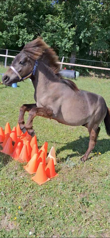 Mini cheval mini poney