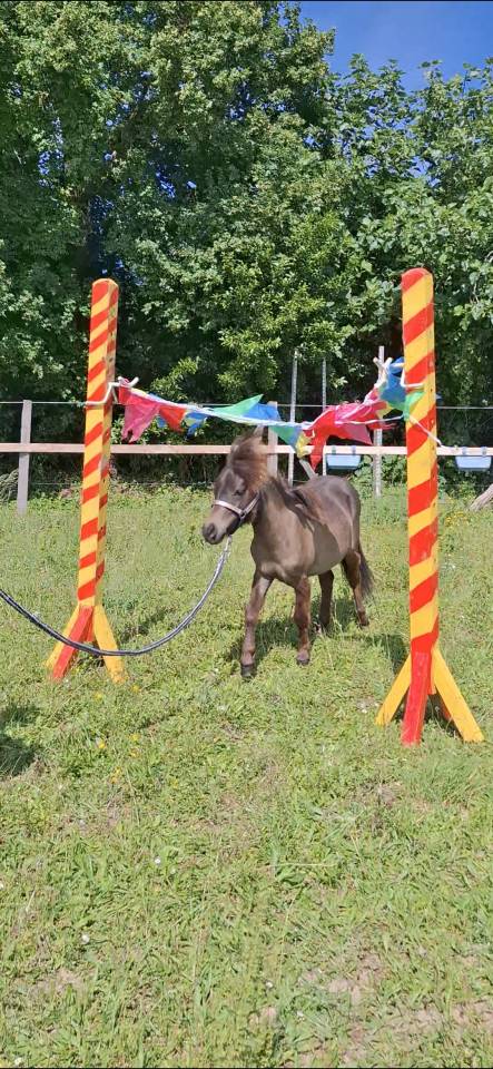 Mini cheval mini poney