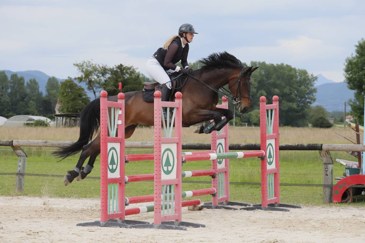 Hongre Z bai brun 1m75 11ans 