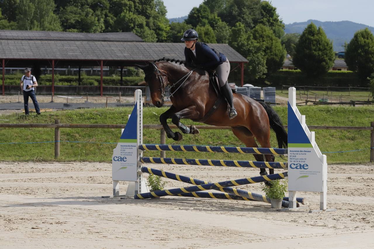 Hongre Z bai brun 1m75 11ans 