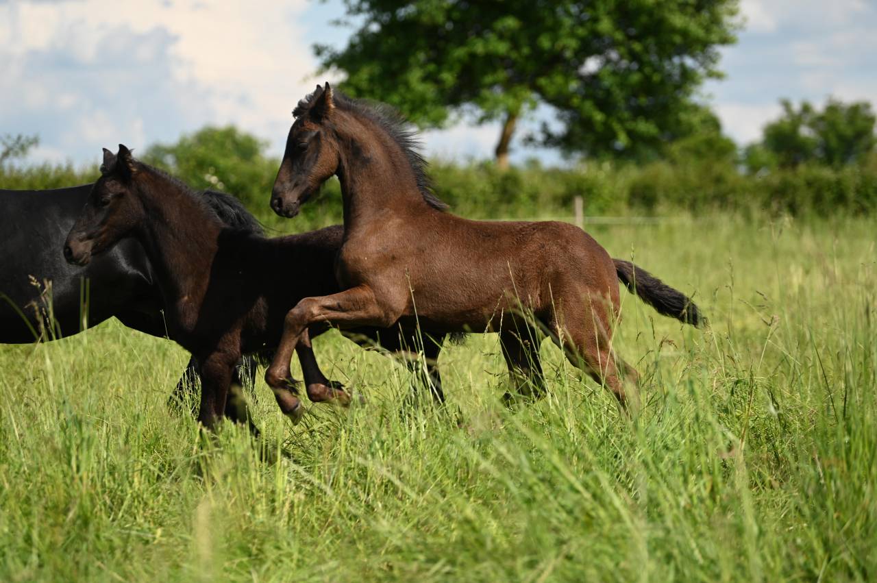 Poulain Frison plein papier KFPS, Dragar